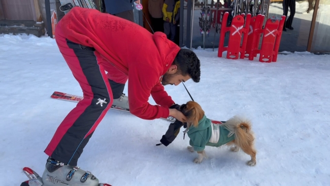 Bursa'da kayakçı önce köpeğe çarptı, sonra köpekten özür diledi