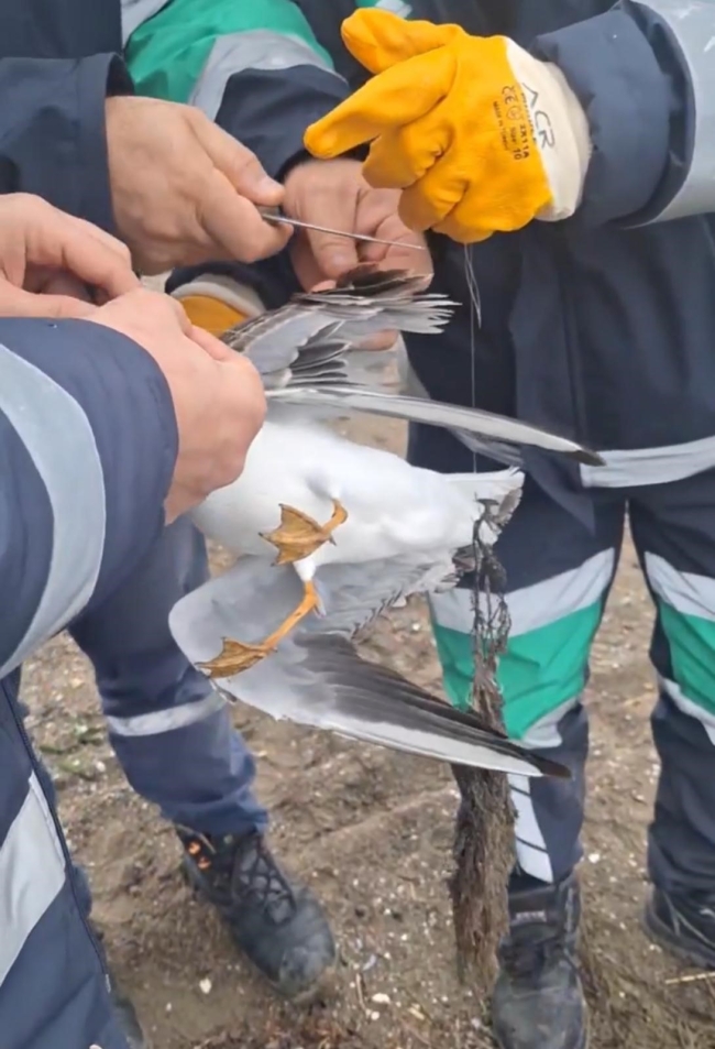 Bursa'da misinaya dolanan martının yardımına ekipler yetişti