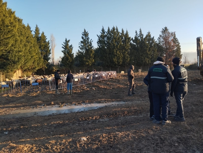 Bursa Osmangazi'de tarım arazilerine zarar veren koyunlara zabıta müdahale etti