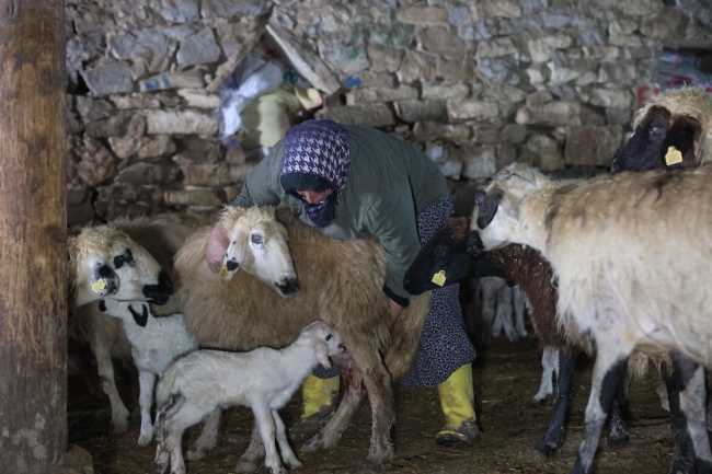 2024'ün ilk kuzuları Elazığ'da dünyaya geldi
