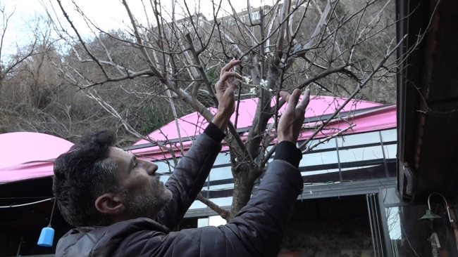 Kış bitmeden güneşi gören erik ağacı çiçek açtı