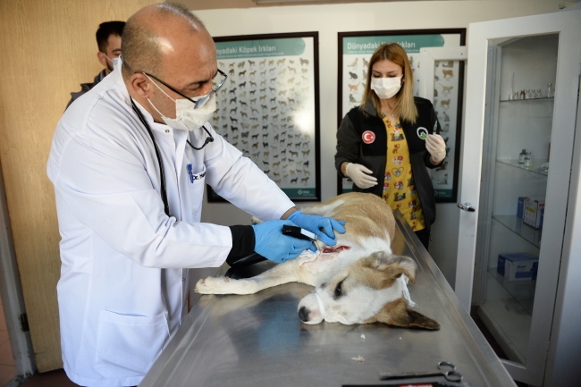 Bursa'da boynunu jiletli telin kestiği köpek sağlığına kavuştu