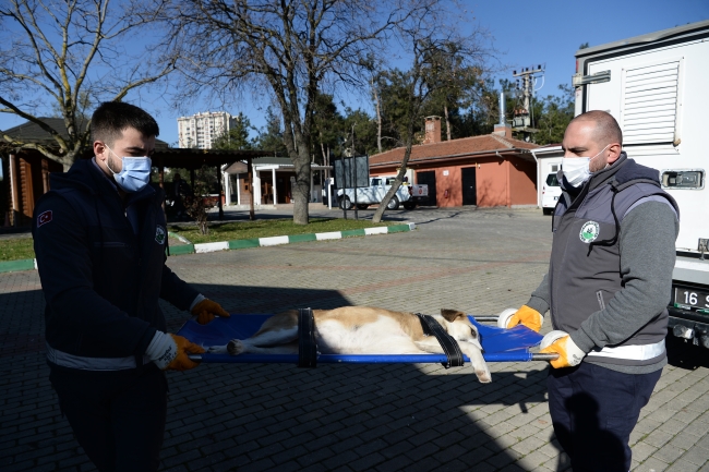 Bursa'da boynunu jiletli telin kestiği köpek sağlığına kavuştu