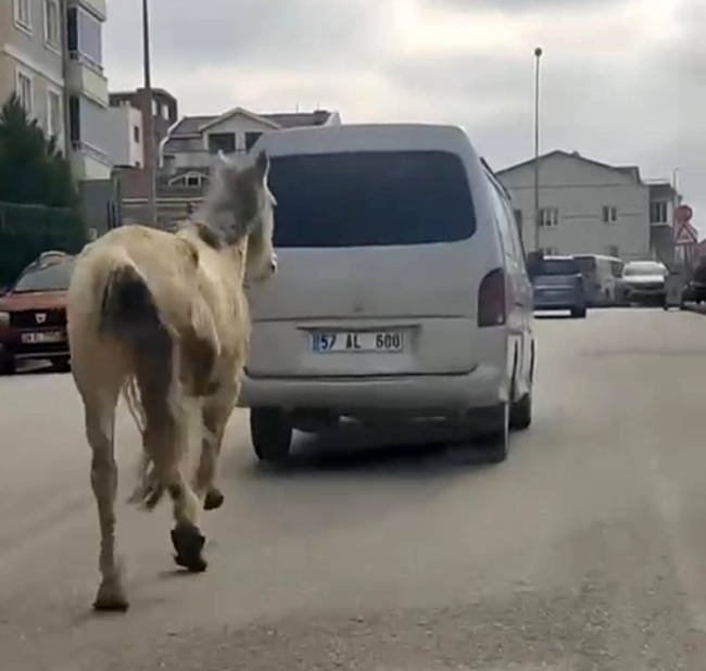 Bursa'da atı aracın arkasına bağlayıp koşturdu