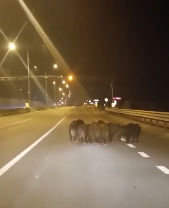 Bursa'da domuz sürüsü bir anda ana yola atladı!