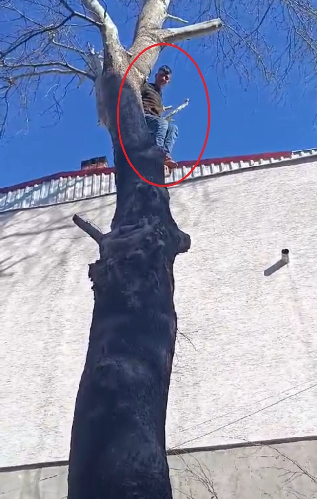Böyle pişkinlik görülmedi! Çıktığı ağaçtan polise el salladı