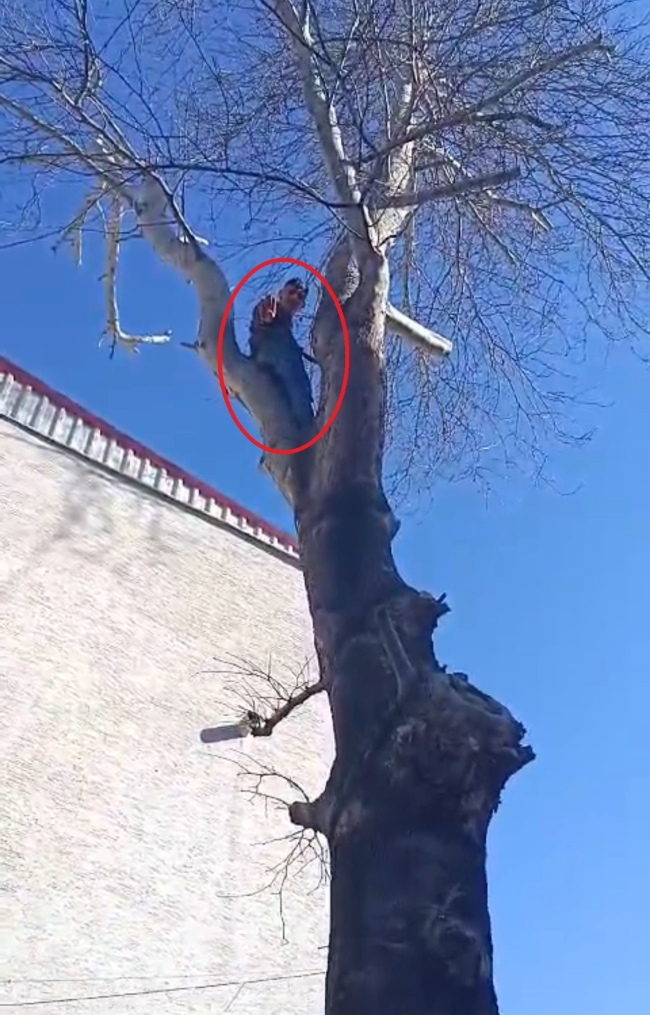 Böyle pişkinlik görülmedi! Çıktığı ağaçtan polise el salladı