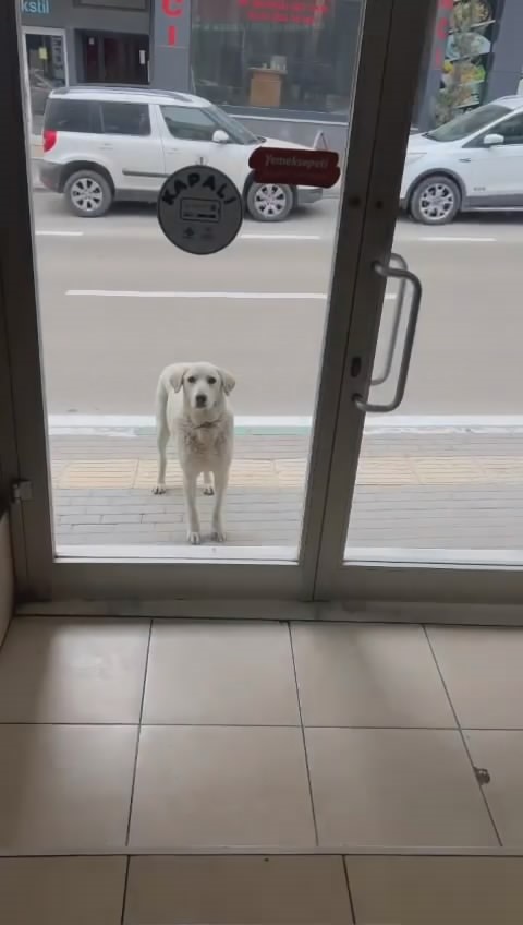 Bursa'da her gün dükkana gelen köpeği besleyen esnaf yüzleri gülümsetti