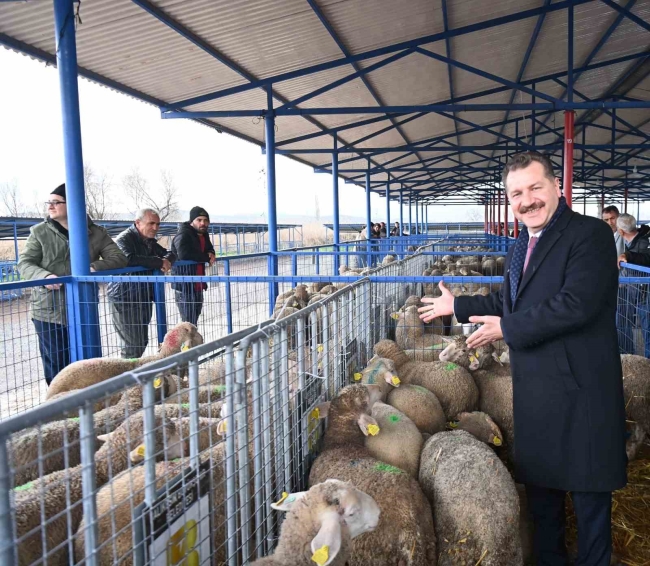 Küçükbaş hayvan yetiştiriciliğine destek