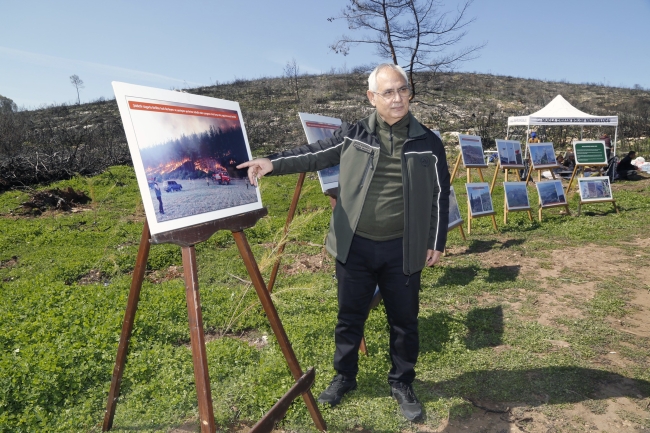 Yanan ormanlar küllerinden yeşerecek