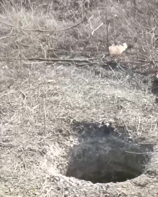 Kuyuya düşen Çakal kurtarıldı