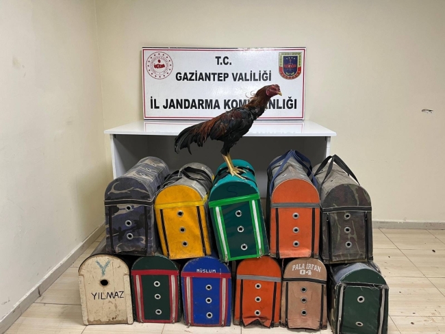 Gaziantep'te horoz dövüştüren şahıslar yakalandı