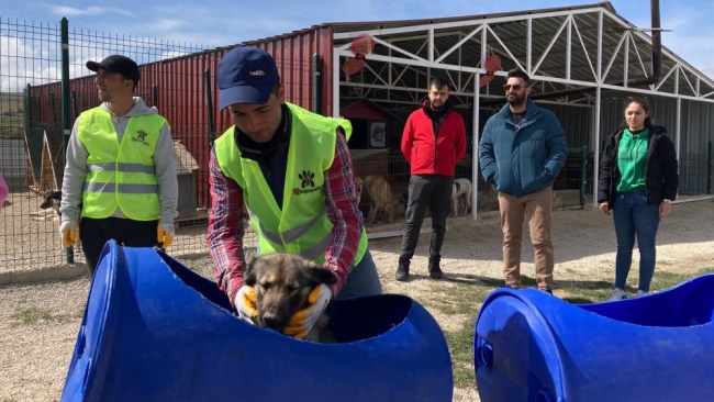 Engelli köpeklerin treni
