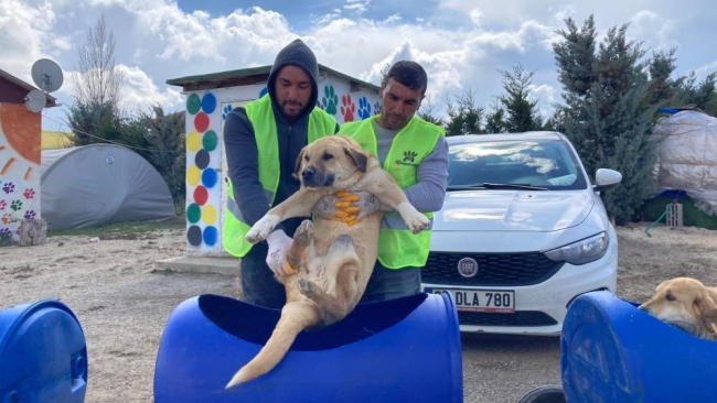 Engelli köpeklerin treni