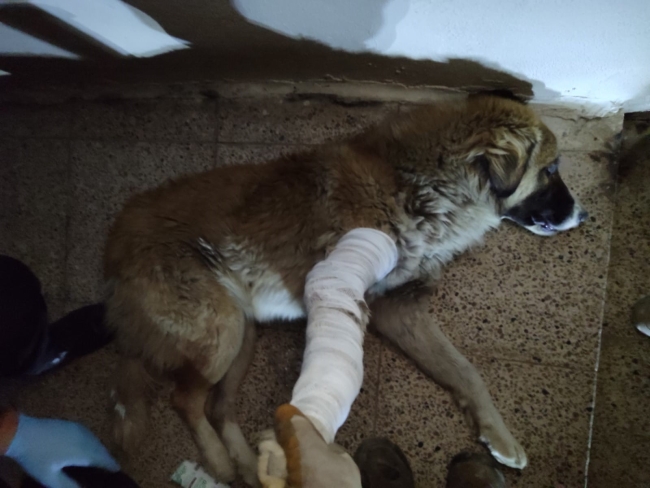 Hakkari’de aracın çarptığı köpek tedavi altına alındı