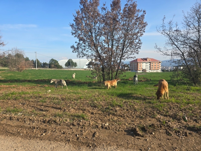 Bilecik'te vatandaşlar başıboş köpeklerden tedirgin