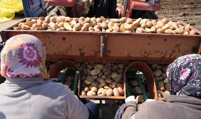 "Patates diyarı"nda çiftçiler ekim mesaisinde