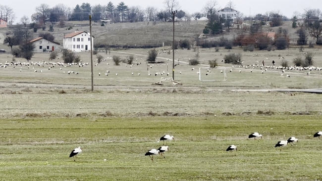 Bursa semalarında göç eden leyleklerin eşsiz dansı