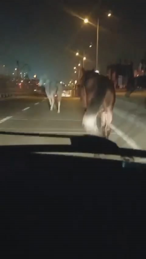 Bursa'da başıboş atlar tehlike saçtı