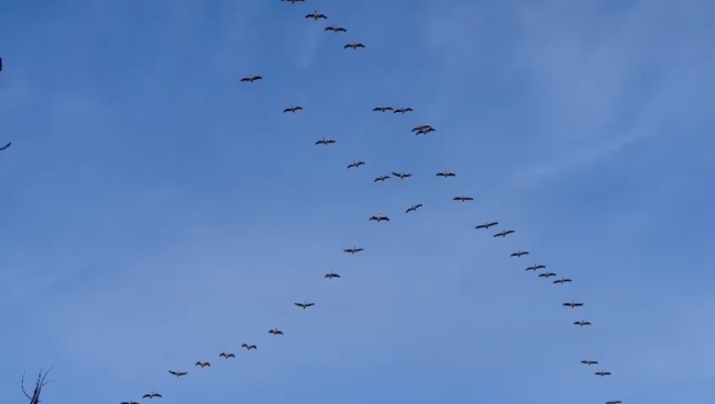 Pelikan sürüsünden  Bursa semalarında görsel şölen