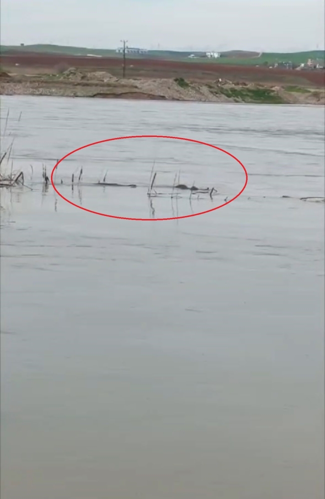 Dizle Nehri'nde nesli tehdit altında olan su samuru görüntülendi