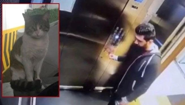 Kan donduran olay: Önce kedi Eros şimdi de Faruk!