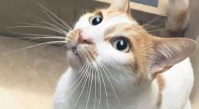 Kan donduran olay: Önce kedi Eros şimdi de Faruk!