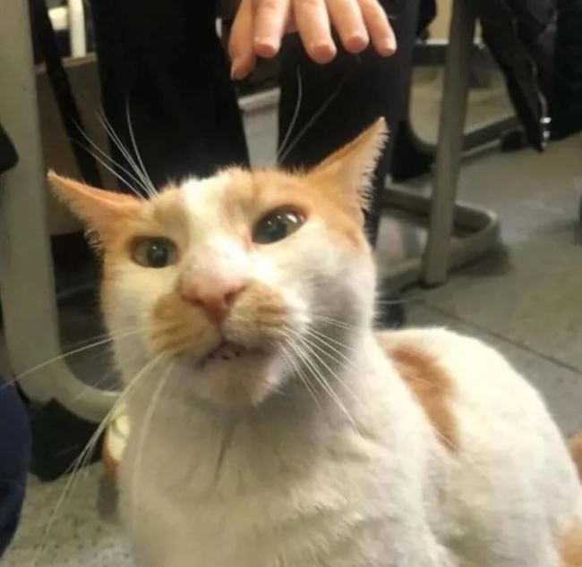 Kan donduran olay: Önce kedi Eros şimdi de Faruk!