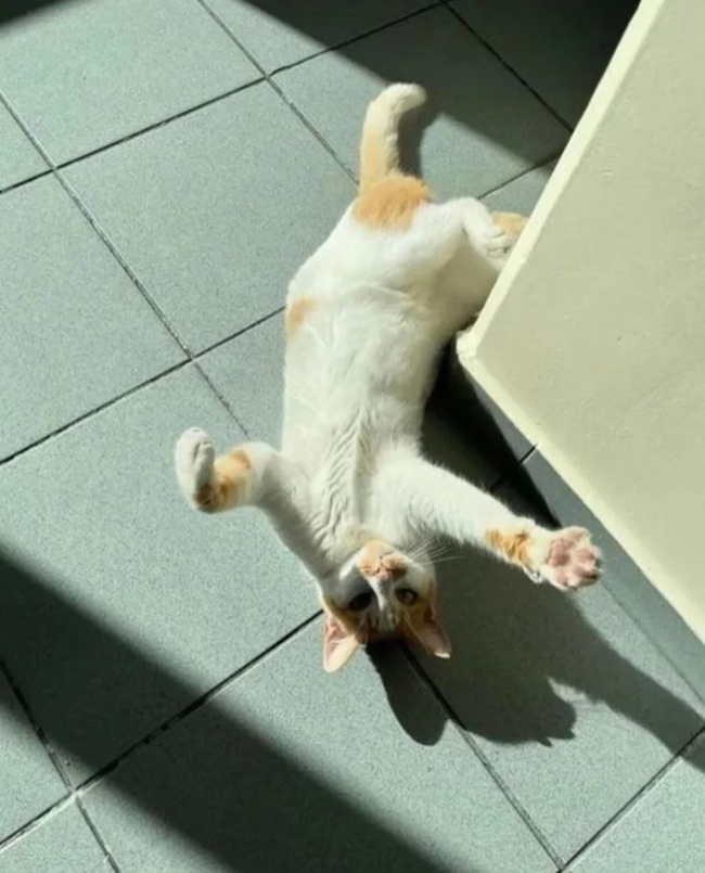 Kan donduran olay: Önce kedi Eros şimdi de Faruk!