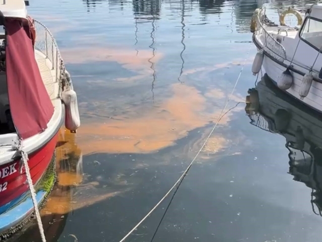 Marmara Denizi'nde müsilaj alarmı!