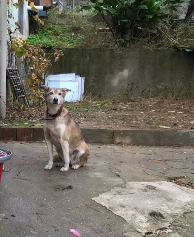 Yerde yatan köpeği ezip kaçtı