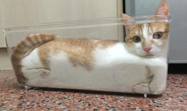 Kedilerin her yere sığabileceğini gösteren fotoğraf kareleri
