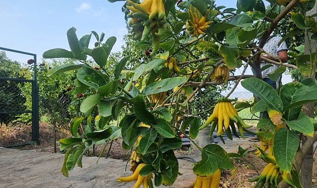 Limon diye ektiği tohum, Buda'nın Eli çıktı