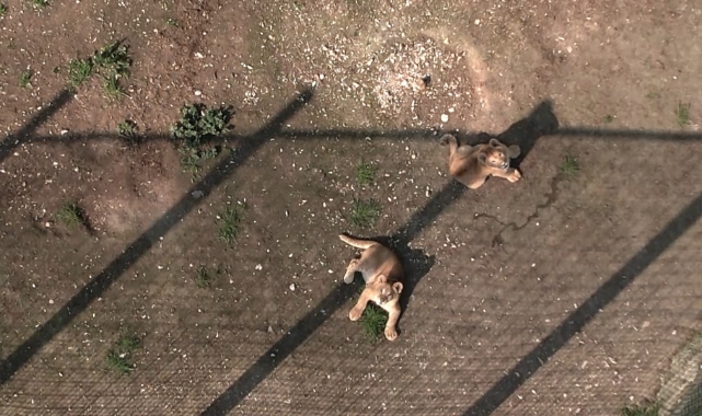 İlk defa dron gören minik aslanlar