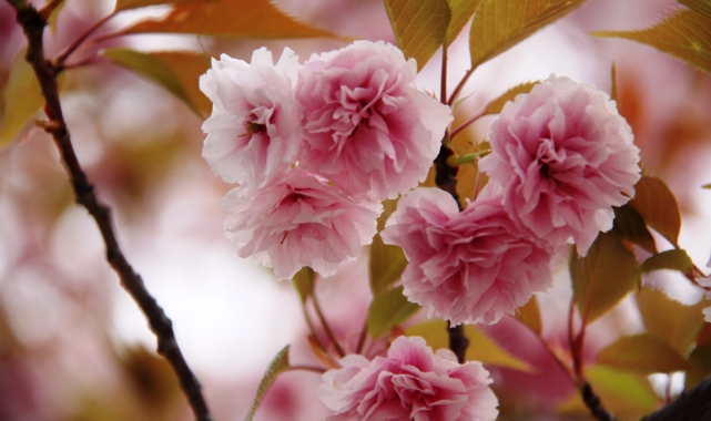 Güzel kokusuyla rengarenk çiçeği ile sakura ağacı