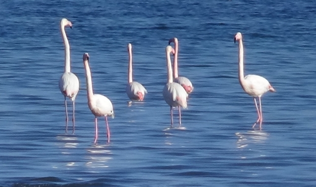 Flamingolar artık kışın da Van Gölü havzasında kalıyor
