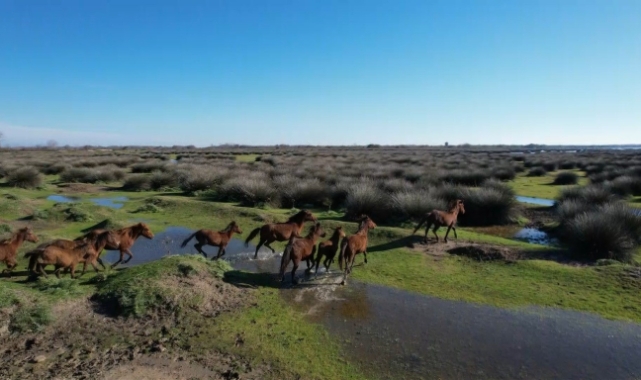 Serengeti değil, Kızılırmak Deltası