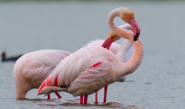 Flamingolar Akkaya Barajı’nda