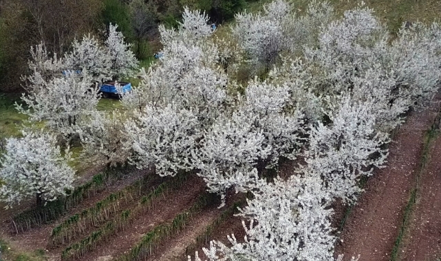 Uludağ bu kez kiraz çiçekleriyle beyaza büründü