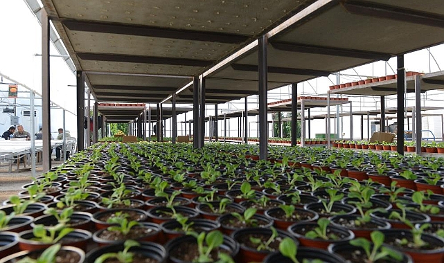 45 bin kış çiçeği toprakla buluşturulacak