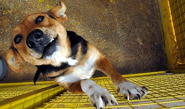 Ankara Mamak'ta 8 köpek ölü bulundu