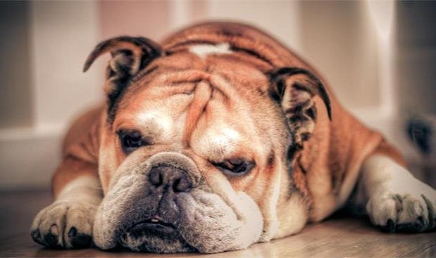 Asla çoğaltılmaması gereken 5 köpek