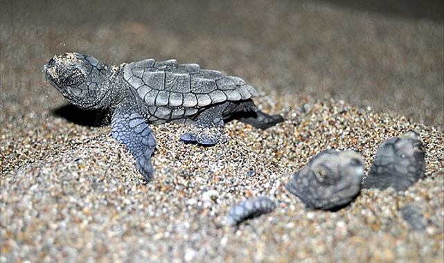 Aydın'da caretta caretta yavruları denizle buluşturuldu