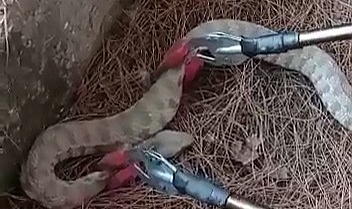 Bahçede görülen yılan yakalandı