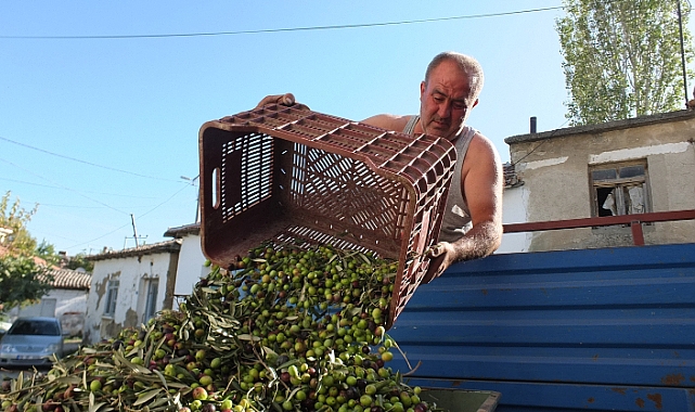 Balıkesir’de yeşil zeytin alımına başlandı