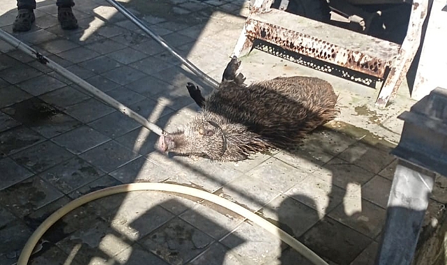 Bursa'da arıtma tesisine düşen domuz kurtarıldı