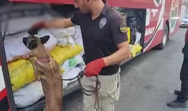 Fasulye poşetinden çıkan şey şoke etti!