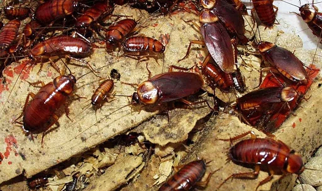 Hamam böceği istilası: Her tarafı sardılar
