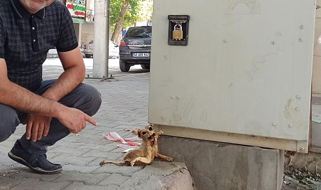 Hem korktular hem kayda aldılar
