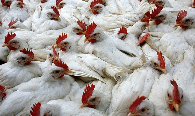 İspanya'da ilk, Avrupa'da ikinci kez: Kuş gribi tespit edildi